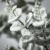 Sullivans Artificial 26" Snowy Eucalyptus Swag, Green - 2 of 2