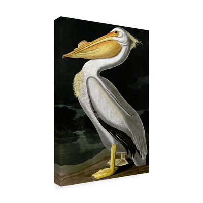 Trademark Fine Art - John James Audubon American White Pelican Matted Framed Art