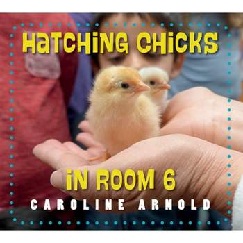 Hatching Chicks in Room 6 - (Life Cycles in Room 6) by  Caroline Arnold (Paperback)