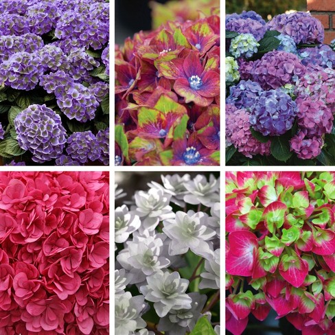 6pc Hydrangea Collector S Edition Cottage Hill Target