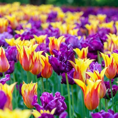 Set of 15 Carnival Blend Tulip Bulbs - Van Zyverden