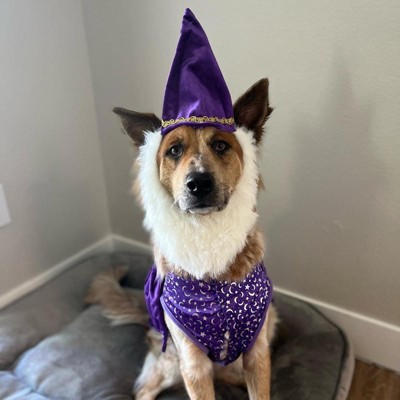 Dog 2024 wizard hat