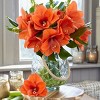 Van Zyverden Amaryllis Naranja Flower Bulb - 2 of 4