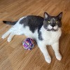 ETHICAL/SPOT Sew Much Fun Yarn Ball Cat Toys - 3.5" (1 pk) - 3 of 4