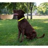 Country Brook Petz Heavy Duty Nylon Martingale Dog Collar with Deluxe Buckle - 30+ Vibrant Color Options - 3 of 4