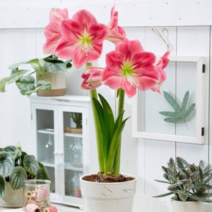Van Zyverden Amaryllis White/Pink African Candy Floss Flower Bulb - 1 of 4