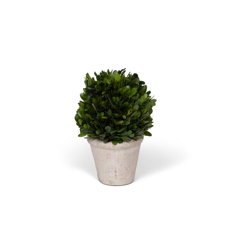 Park Hill Collection Potted Oval Preserved Boxwood Small, 3 of 5