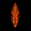 Men's Design By Humans Prehistoric Life Form By Winters860 T-Shirt - 2 of 4