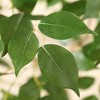 DR.Planzen UV Resistant 6-7FT Artificial Pre Potted Ficus Tree with White Tall Planter for Indoor Outdoor Office House Decor - 3 of 4