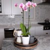 Live 5" Pink Orchid Houseplant in Ceramic Pot - image 3 of 4