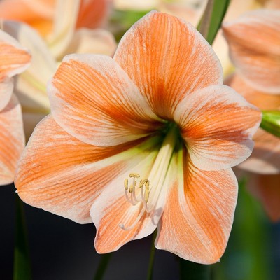 Amaryllis Parfait Set of 1 Bulb - Apricot - Van Zyverden