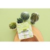 Avatara Avobravo Soothing Mask - 0.71 fl oz - image 3 of 3