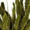 Vickerman 26" Dried Setarea Bunch, 6 oz. - 2 of 3