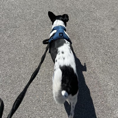 Backpack Dog Harness - S - Green - Boots & Barkley™ : Target