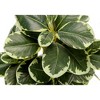 KTMBDW Small Fake Fiddle Leaf Fig Plant Set Of 2 - 14" Artificial Ficus Lyrata in White Pot for Home Decor Indoor Table Office Bathroom Shelf - 4 of 4