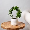 4" Live Hoya Trellis Plant - Good Little Garden™ - 2 of 4