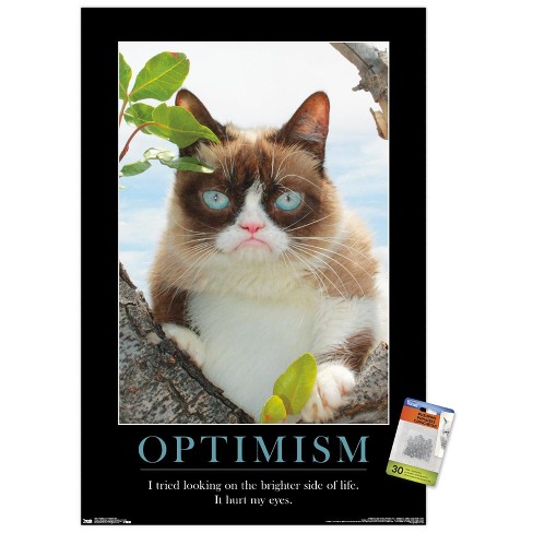 30+ Grumpy Cat Meme Stock Photos, Pictures & Royalty-Free Images