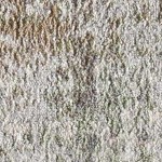 light gray, cream, gray, light brown, medium green, dark red