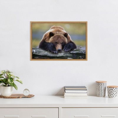 Brown Bear Resting Canvas Print with Maple Frame