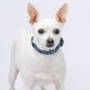 Country Brook Petz Deluxe Dog Collar - Summer Breeze Collection - Made in The U.S.A. - 2 of 4