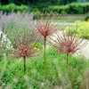 Set of 3 Allium Schubertii Bulbs - Van Zyverden - 3 of 4