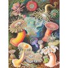 New York Puzzle Company Sea Anemones 1000 Piece Puzzle - 3 of 4