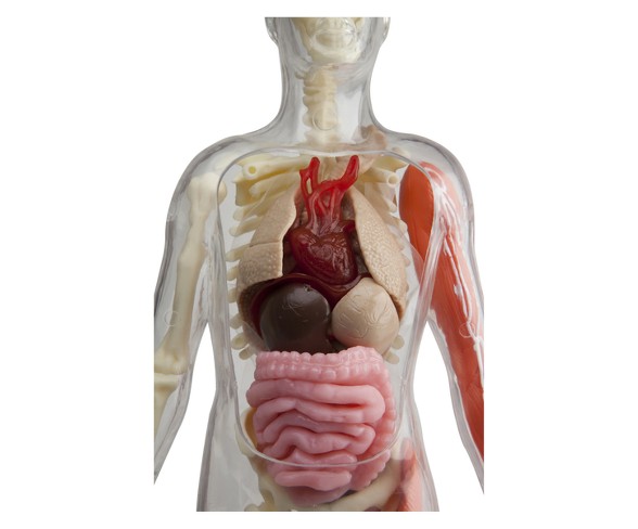 Squishy Human Body Anatomy Kit