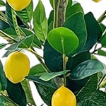 lemon tree
