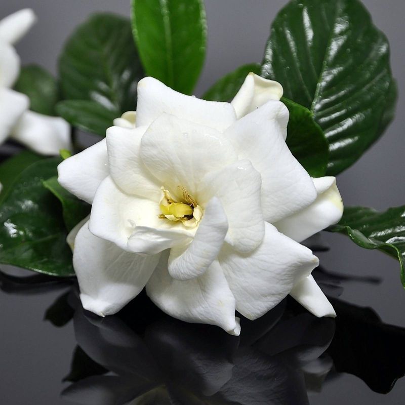 2.25gal Frostproof Gardenia Plant White Blooms - National Plant Network, 4 of 6