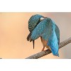 Trends International The Comedy Wildlife Photography Awards: Antonio Medina - Ashamed Unframed Wall Poster Prints - 4 of 4