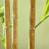 Syemin Artificial Plants Low Maintenance Artificial Bamboo Tree Faux Decorative Plant in Nursery Pot No Watering for Indoor, Green, 66.25"*7.75"*7.75" - 4 of 4