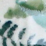 woodland fern