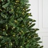 BH Norway Spruce - 3 of 4
