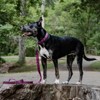 Country Brook Petz® Deluxe Dog Collar - Attitude Collection - Made In The U.S.A. - 3 of 4