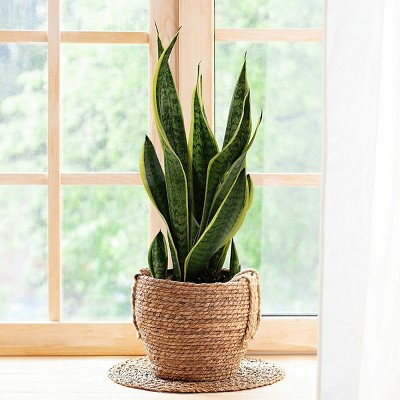 National Plant Network Live Indoor 6" Snake Plant