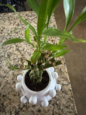 Guest review image 1 of 2, zoom in