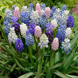 25ct Muscari Cottage Blend Bulbs - Van Zyverden - 1 of 4