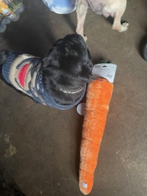 ZippyPaws Jigglerz Stuffed Squeaky Carrot Dog Toy
