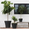 Bloem Rolled Rim 16" Black Round Planter Pot - Resin Indoor or Outdoor Gardening Planter with Optional knock out for Drainage - 2 of 4