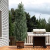 Set of 2 Potted, Faux Cedar Trees - Lifelike UV-Protected Topiary for Front Door Decor, Porch, Garden, and Entryway - Indoor/Outdoor - 3 of 4