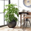 Kenslia Planter - Indoor/Outdoor - PAT1519 - Safavieh - 2 of 4