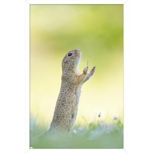 Trends International The Comedy Wildlife Photography Awards: Perdita Petzl - Conducting Framed Wall Poster Prints - 1 of 4