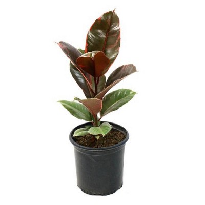 6" Tineke Ficus Plant - National Plant Network