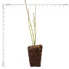 Van Zyverden 4" Cornus Halo Potted Rocketliners Ivory - 3 of 4
