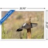 Trends International The Comedy Wildlife Photography Awards: Wendy Kaveney - That Wasn't Here Yesterday Framed Wall Poster Prints - 3 of 4