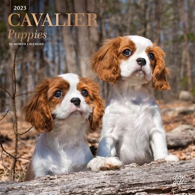 Cavalier King Charles Spaniel Calendar 2022 Journals & More Square Dog Breed Wall Calendar 16 Month: Address Books 