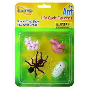 Insect Lore Ant Life Cycle Stages