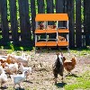 Chicken Nesting Box,Chicken Egg Laying Box with Compartments, Roll Away Eggs Laying Boxes, Nesting Boxes, indoor & Outdoor Use,Easy Egg Collection - 3 of 4