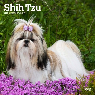 Browntrout 2024 Wall Calendar 12x12 Shih Tzu Dog Target   GUEST C892a896 E0c6 4fb7 Adf5 E67ff37b25f9