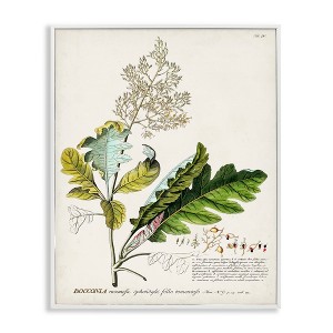Stupell Industries Vintage Botanical Plant Illustration Framed Giclee Art, White, 11" x 14" - 1 of 4
